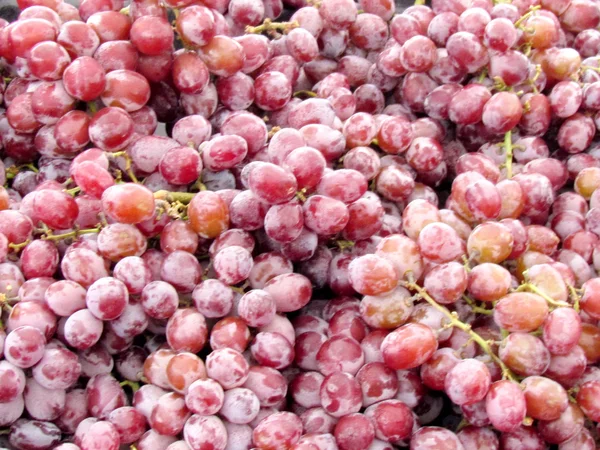 St Jacobs Village grapes 2013 — Stock Photo, Image