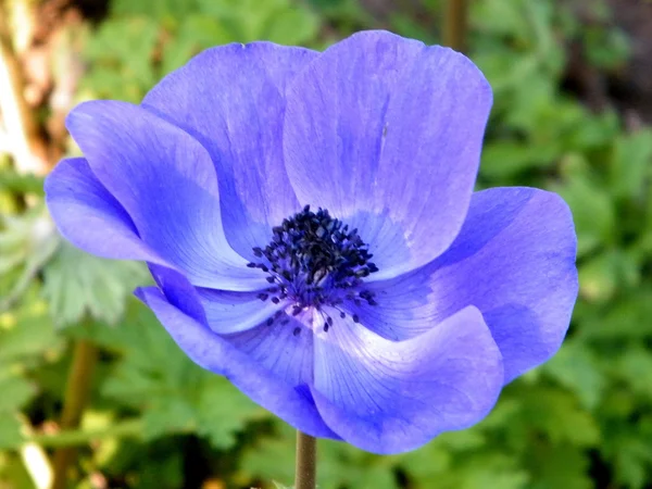 Ramat Gan Park modré Crown Anemone 2011 — Stock fotografie