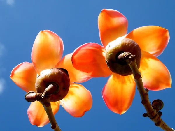 Ramat Gan 울프 공원 Bombax Ceiba 꽃 2011 — 스톡 사진
