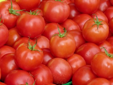 St Jacobs köy kırmızı domates 2013 