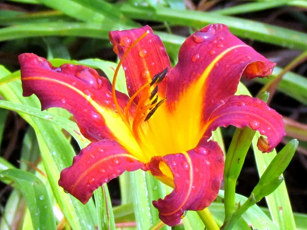 Washington lily after rain 2013 — Stock Photo, Image