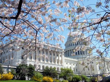 Washington Capitol 2010 önünde kiraz çiçekleri