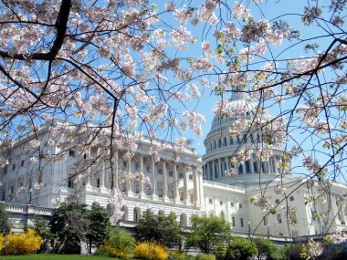 Washington the Cherry Blossoms in front of Capitol 2010 clipart