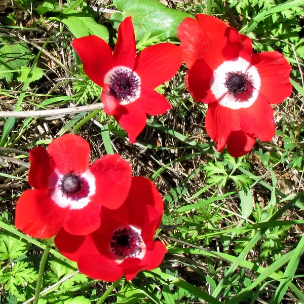 Shoham Red Crown Anemone flowers 2012 — Stock Photo, Image