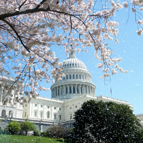 Washington Capitol yağmur kiraz çiçekleri 2010