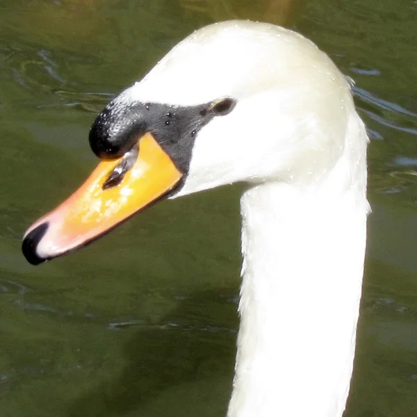 Ramat gan Park Porträt des weißen Schwans 2012 — Stockfoto