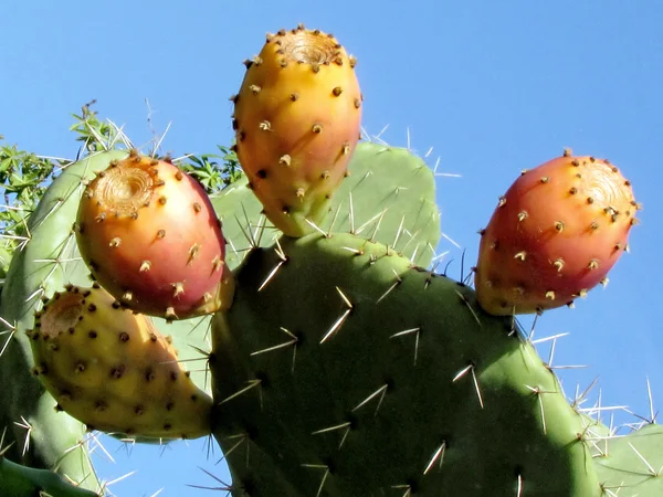 Cactus Ramat Gan Park Sabra 2012 —  Fotos de Stock