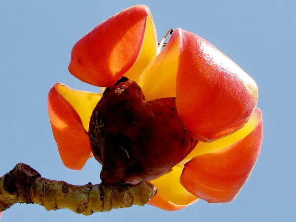 Blomsten Bombax Ceiba i Ramat Gan Wolfson Park 2012 – stockfoto