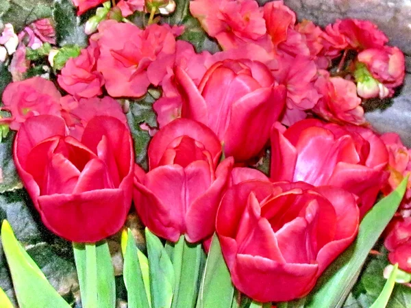 Washington Red tulipas 2011 — Fotografia de Stock