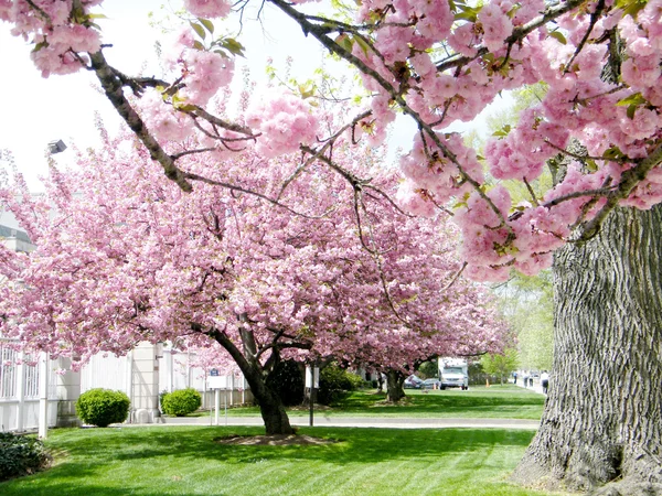 Washington Sakura ağacı 2010