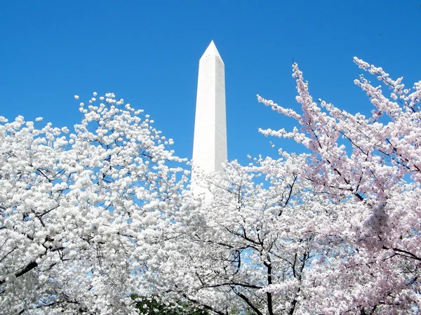 ワシントン ワシントン記念塔 2 周辺のサクラのピンク — ストック写真