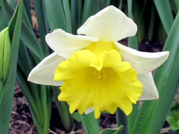 Washington Narcissus isolado 2011 — Fotografia de Stock