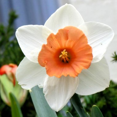  Washington nergis çiçek 2011