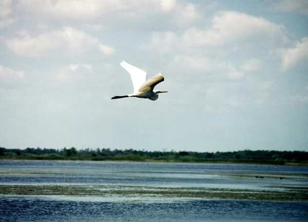 Florida Garza ala 1999 — Foto de Stock