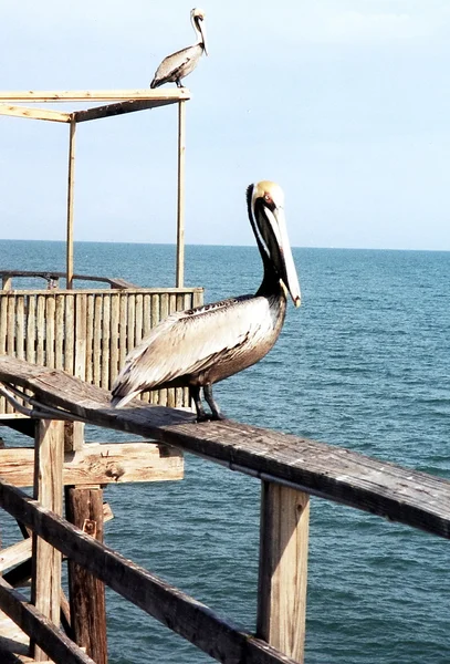 Florida Pelicans on mooring 1999 — Stock Photo, Image