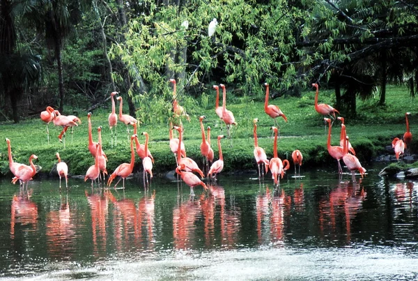 New orleans een kudde van flamingo 2002 — Stockfoto