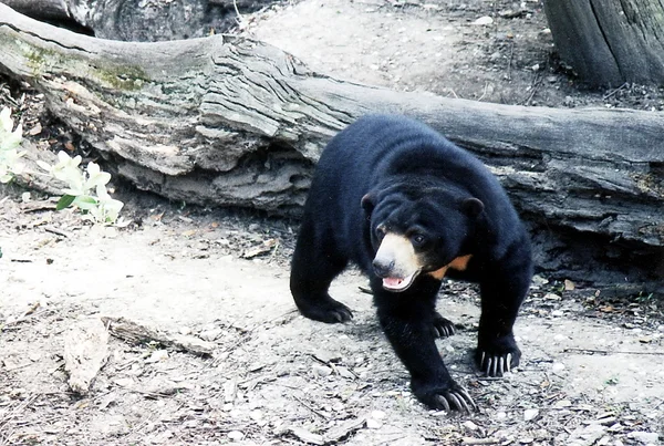 Orso nero di New Orleans 2002 — Foto Stock