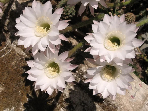 Ή Yehuda Cactus Flowers Αύγουστος 2008 — Φωτογραφία Αρχείου