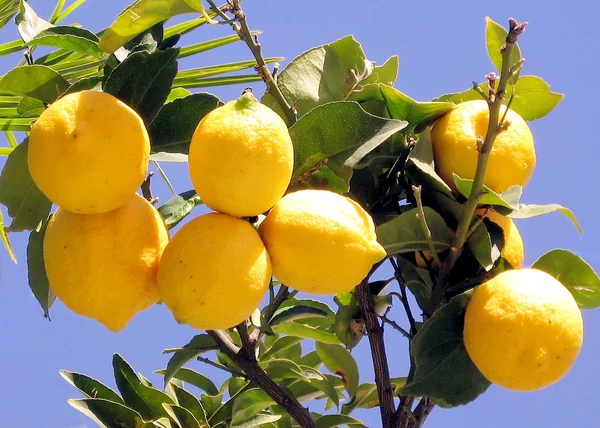 O Yehuda Lemon 2008 — Foto Stock