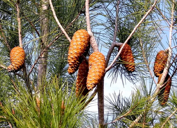 Park Canada Fir cone 2009 — Stock Photo, Image