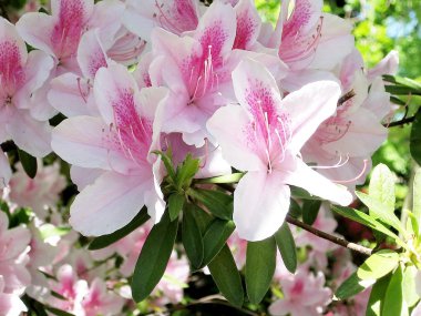 Washington Azalee çiçeği 2007