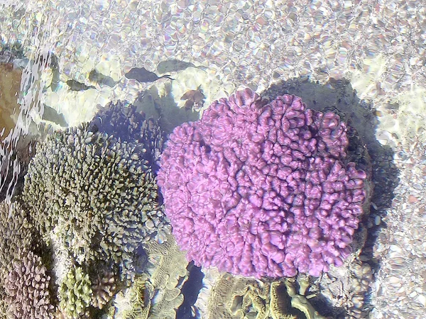 Oceanario de Eilat Coral 2005 —  Fotos de Stock