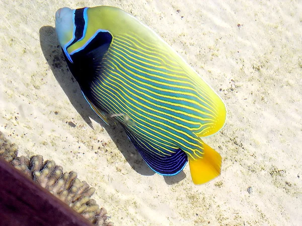 エイラート水族館ヒラメ 2005 — ストック写真