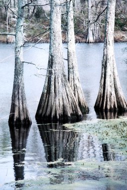 Mississippi siyah Bayou 2002