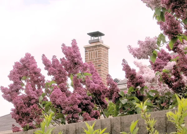 Thornhill Lilacs en Bloom 2008 — Foto de Stock