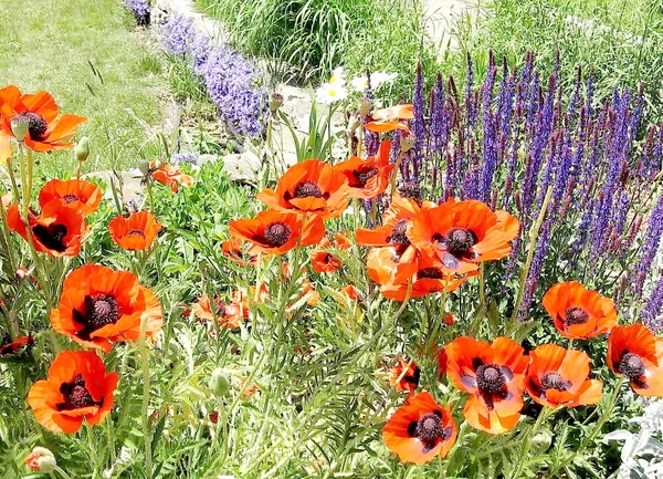 Toronto High Park Poppys and blue flowers 2009 — Stock Photo, Image