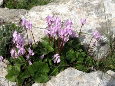 Shoham orman park Cyclamens 2007