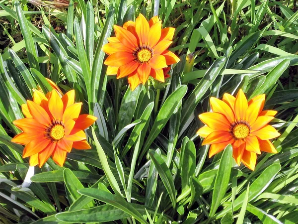 Ramat Gan parcheggiare arancione Gazania 2007 — Foto Stock