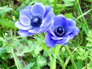 Ramat Gan Park mavi taç Anemone Şubat 2007