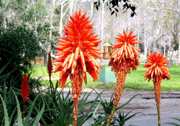 Ramat Gan Park Aloe 2007 — Stock fotografie