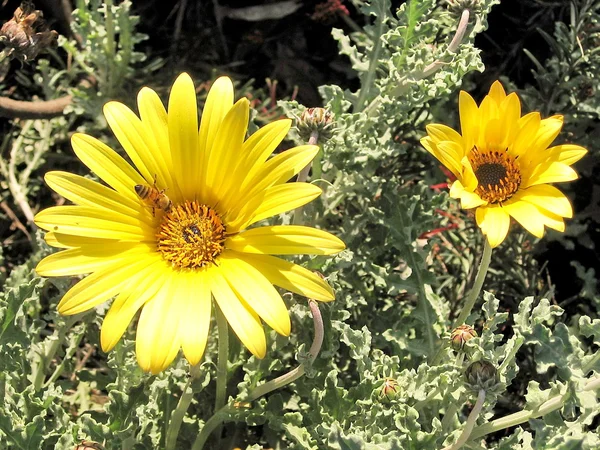 Ramat Gan Park Bee en una flor 2007 — Foto de Stock