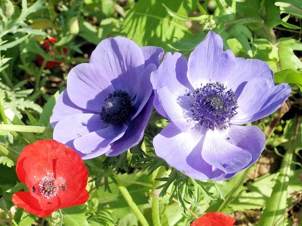 Ramat Gan Park Crown Anemone 2007 — Stock Photo, Image