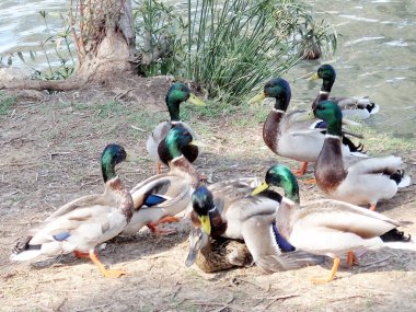 Ramat Gan Park ördek tecavüz 2007