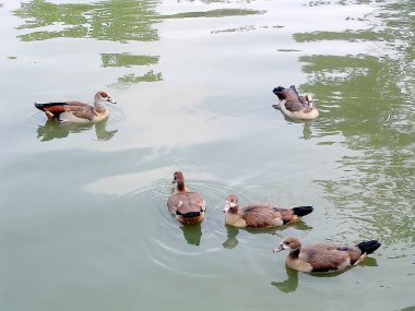 Ramat Gan Park 2005 ördekler