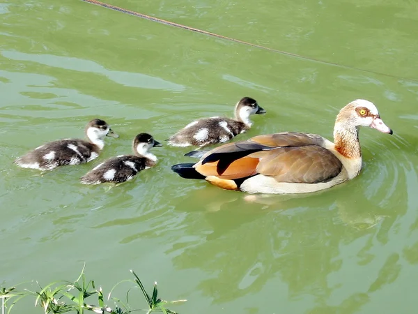 Ramat Gan Park Duck and ducklings on pond 2007 — Stock Photo, Image