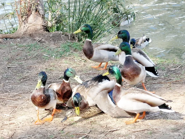 Estupro de pato Ramat Gan Park Março 2007 — Fotografia de Stock