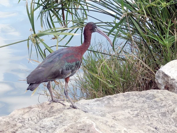 Ramat Gan Park Ibis 2007 — Stockfoto