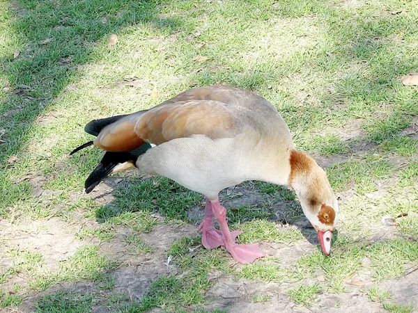 Ramat Gan Park Pato de pernas compridas 2008 — Fotografia de Stock