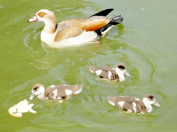 Ramat Gan Park anne ördek ve ördek yavrusu 2007 — Stok fotoğraf