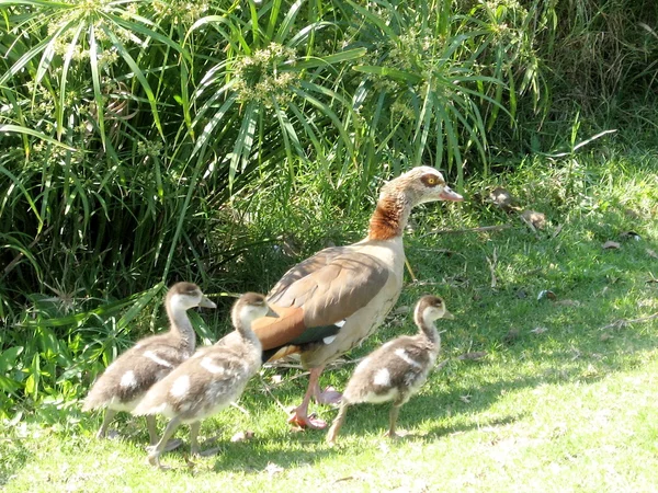 拉马特甘公园鸭妈妈和小鸭子 2007 — 图库照片
