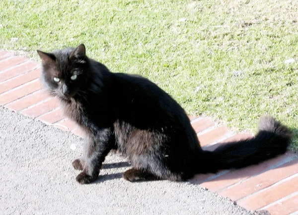 Ramat gan park schwarze katze 2009 — Stockfoto