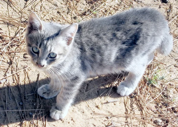 Ramat Gan Park katt November 2007 — Stockfoto