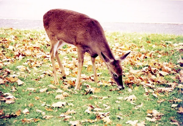 谢南多厄公园鹿 1997 — 图库照片