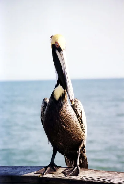 Florida The Pelican 1999 — Stock Photo, Image