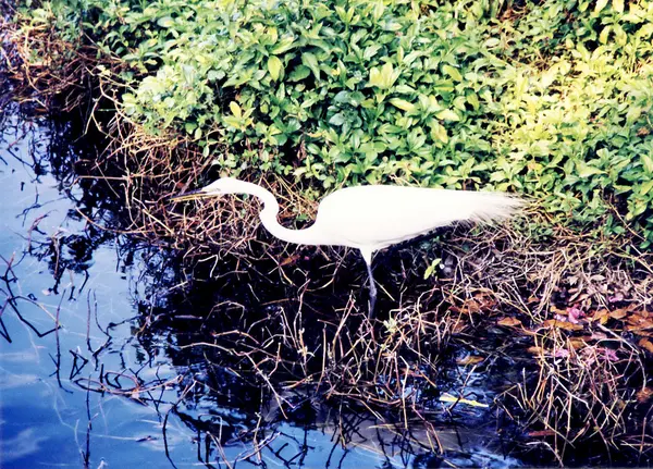 Florida a garça branca 1999 — Fotografia de Stock