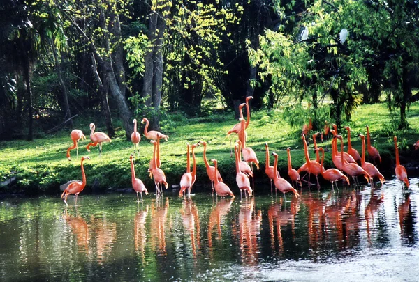 De kudde van New Orleans van Flamingo 2002 — Stockfoto